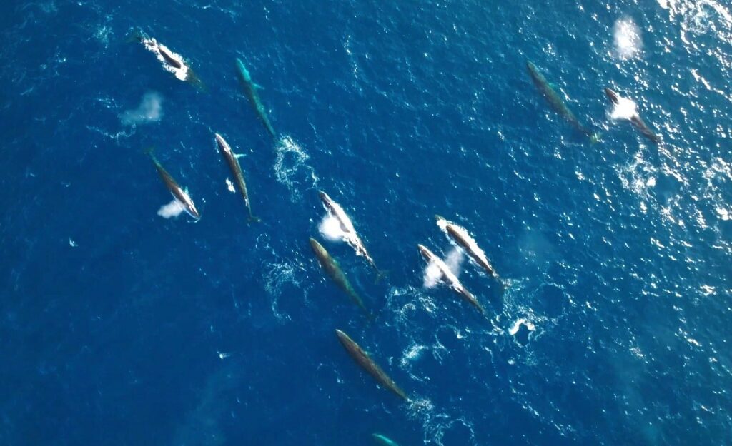 Fin whales feeding on krill (Sea Shepherd Global)