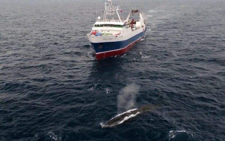Supertrawler passing through the centre of a fin whale megapod (Sea Shepherd Global)