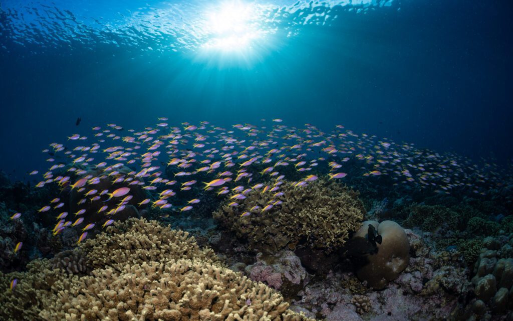 Coral reef in the Maldives (Ocean Census)