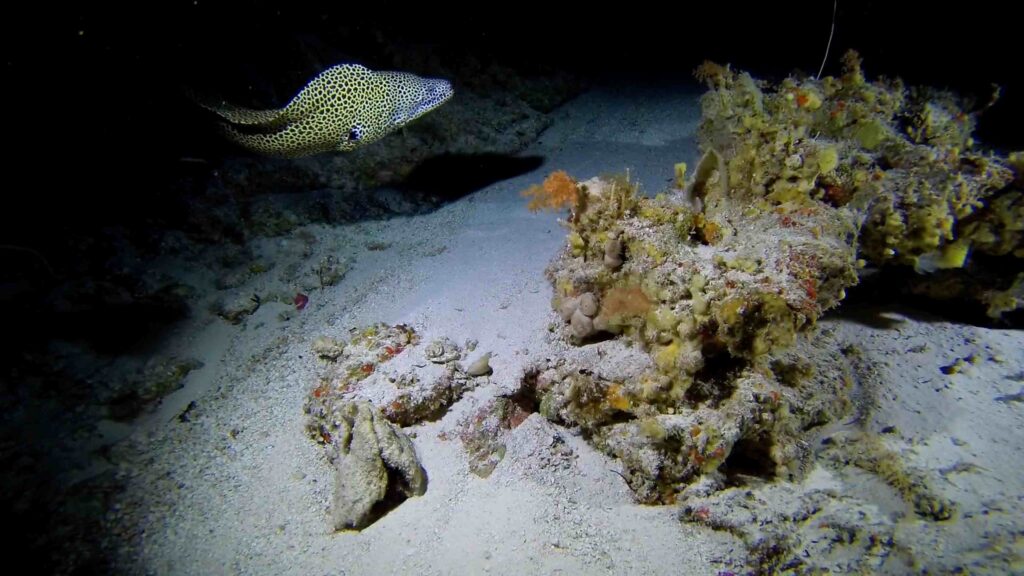 (Censo Oceânico)