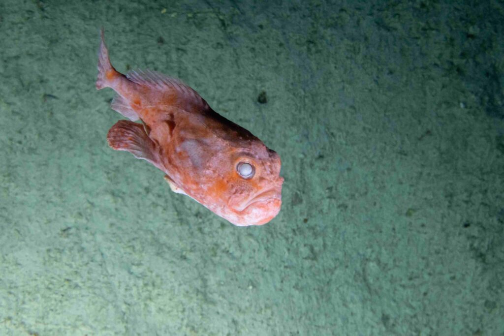 棺魚（海洋普查）