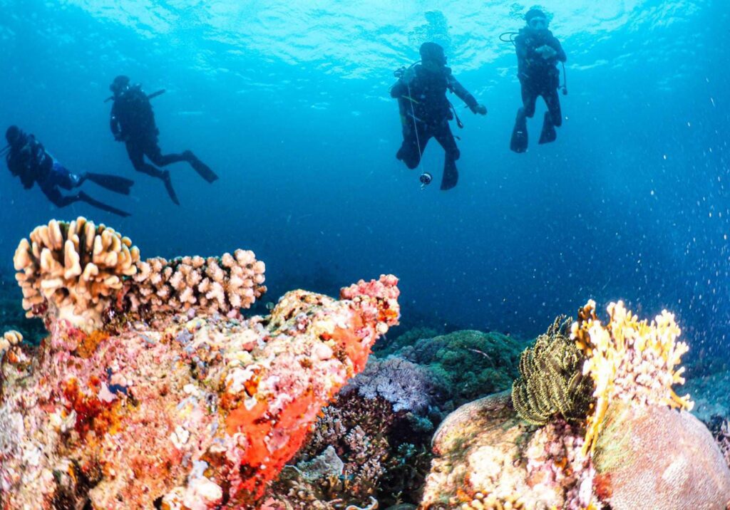 Diving in Puerto Galera (Department Of Tourism)