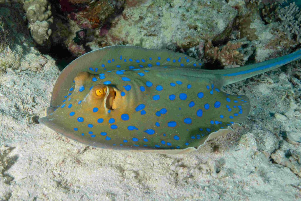 Blue-spotted ray