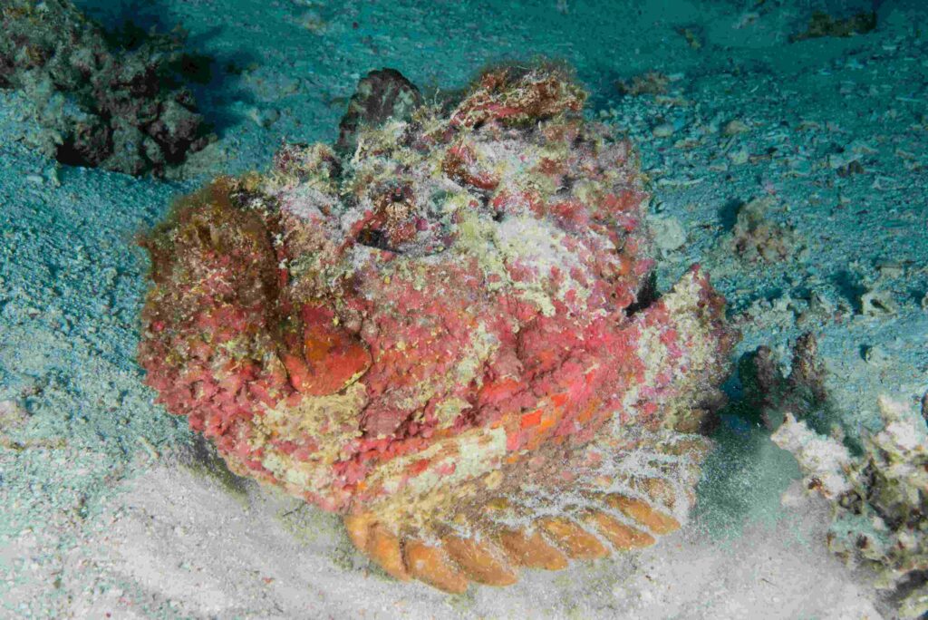 stonefish