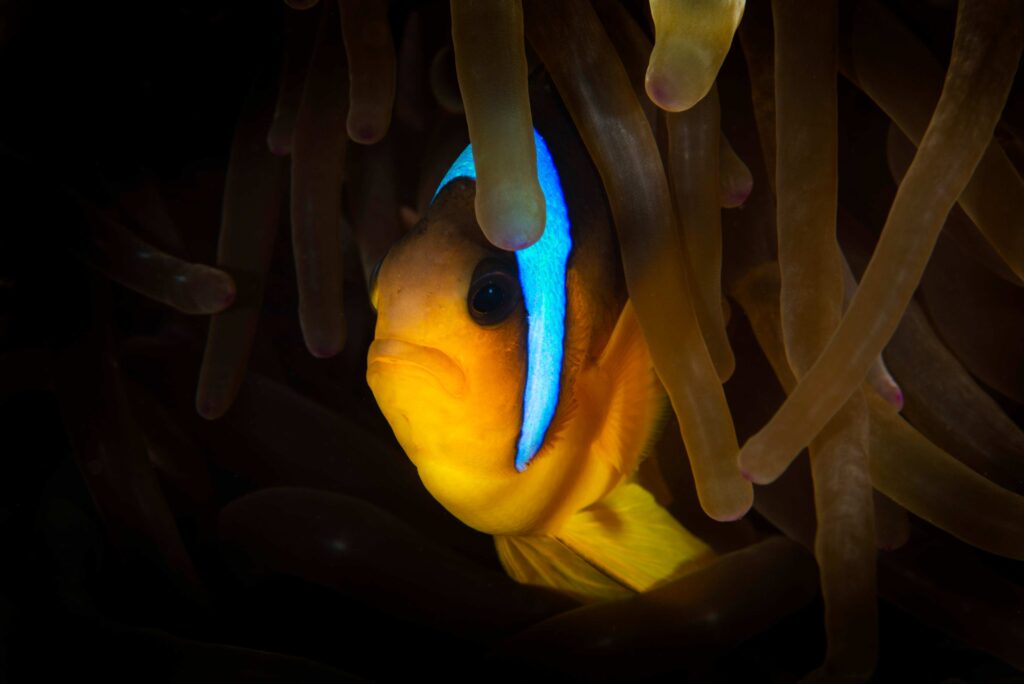 Anemonefish