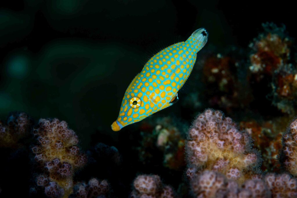 Filefish