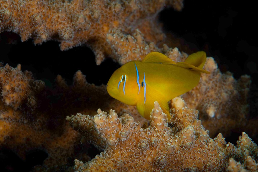 Yellow clown goby