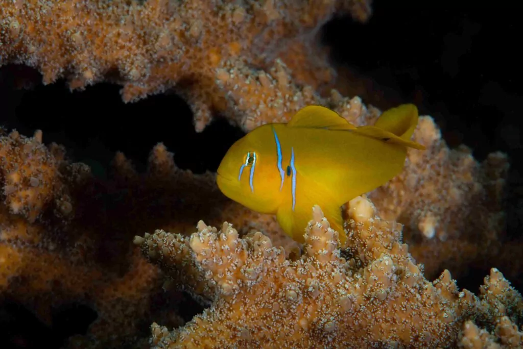 Gul clown goby