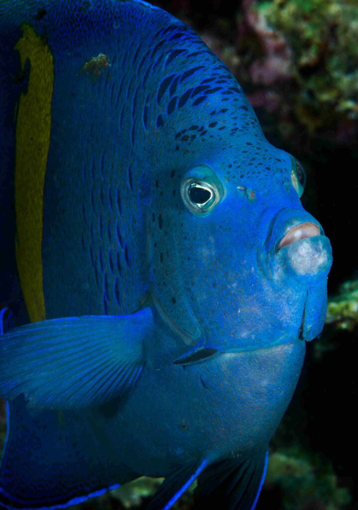 Yellowbar angelfish