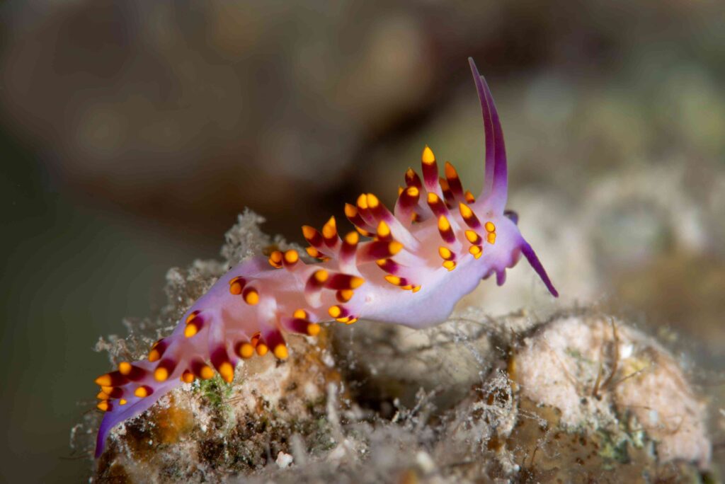 Nudibranche