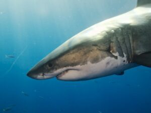 Great white shark (Elias Levy)