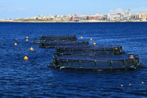 Payout for fish farm diver in Malta (Frank Vincentz)