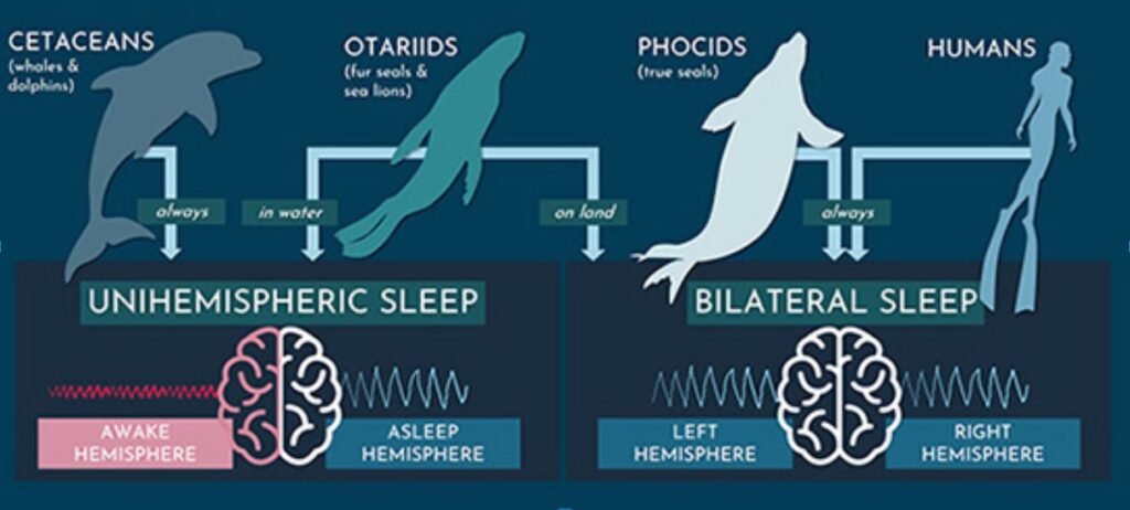 Diagram spánku tuleně sloního (UCSC)