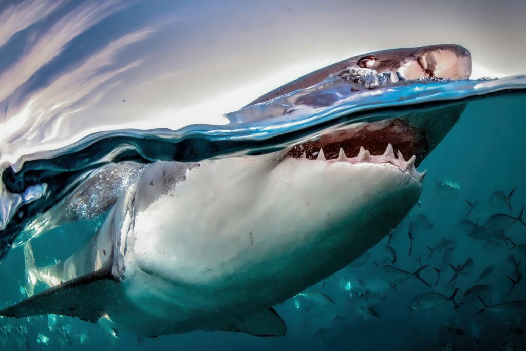 Great white shark (Amos Nachoum)
