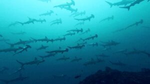 Hammerhead sharks at Mikimoto island (Mikimoto Hammers)