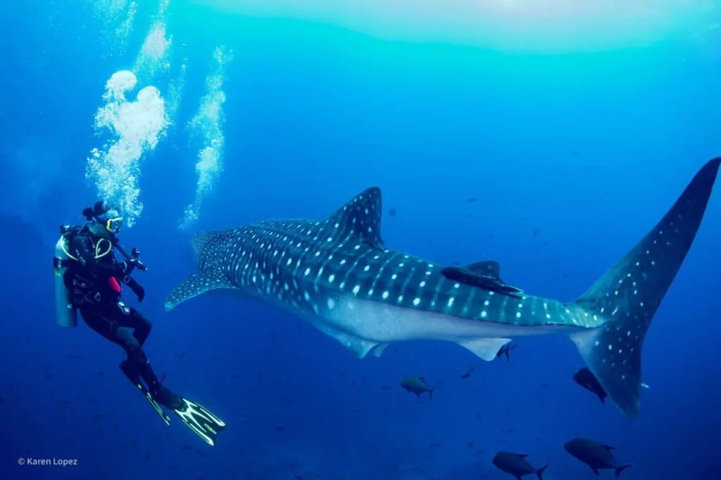 Întâlnire cu rechinii balenă (Karen Lopez / Nautilus Dive Adventures)