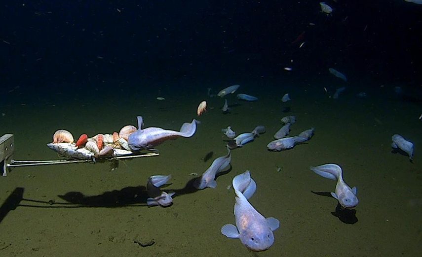 Snailfish attracted by the bait (Minderoo-UWA Deep Sea Research Centre)