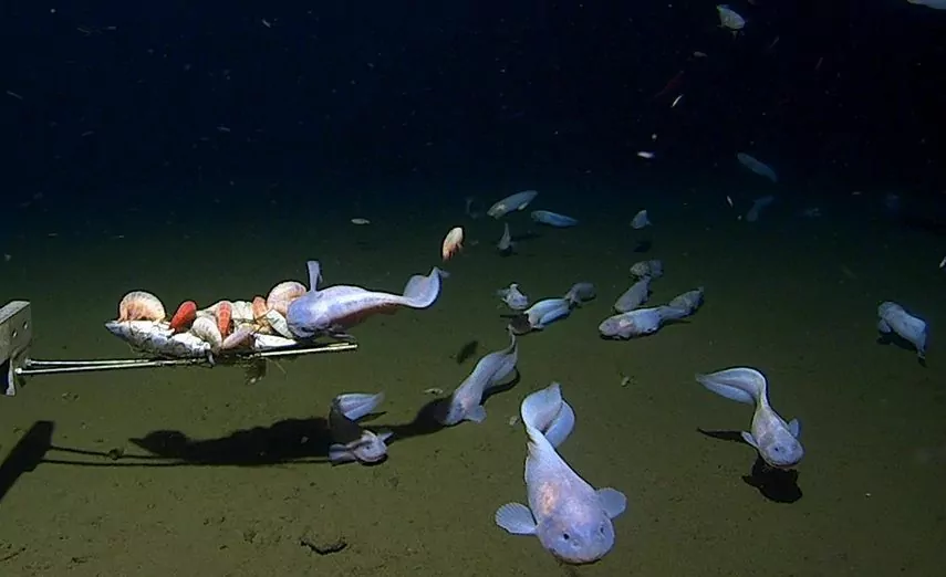 Snailfish přitahovaný návnadou (Minderoo-UWA Deep Sea Research Centre)