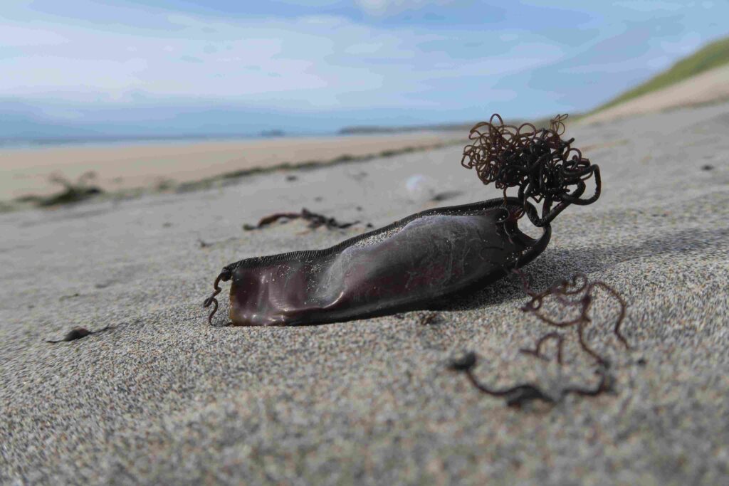 Nursehound eggcase (Sandra Barnes)