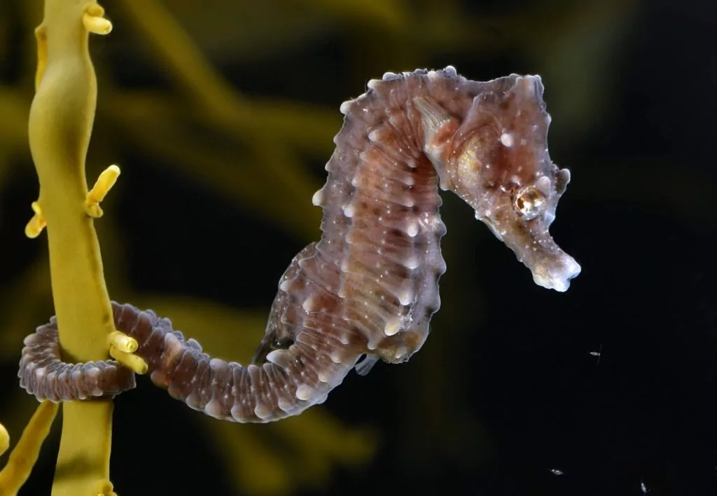 短鼻タツノオトシゴ (ハンス・ヒレワート) コーンウォールでこれまでに発見された最大の海草藻場