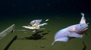 Snailfish in the hadal zone off Japan (Minderoo-UWA Deep Sea Research Centre)