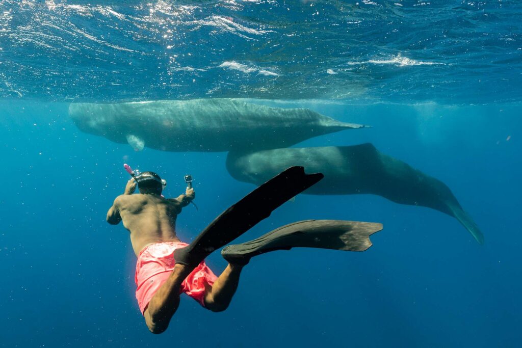 Snorkling med kaskelothvaler (Amos Nachoum / Big Animal Expeditions)