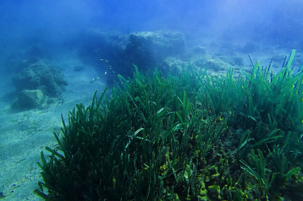 Oude muren onthuld tussen gebieden van posidonia (Naumacos)