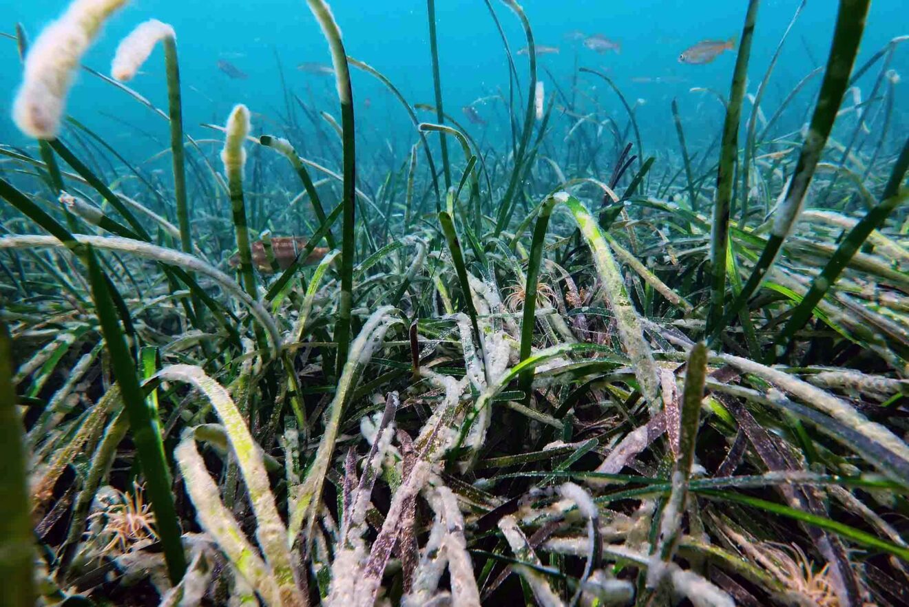 Biggest seagrass bed yet identified in Cornwall