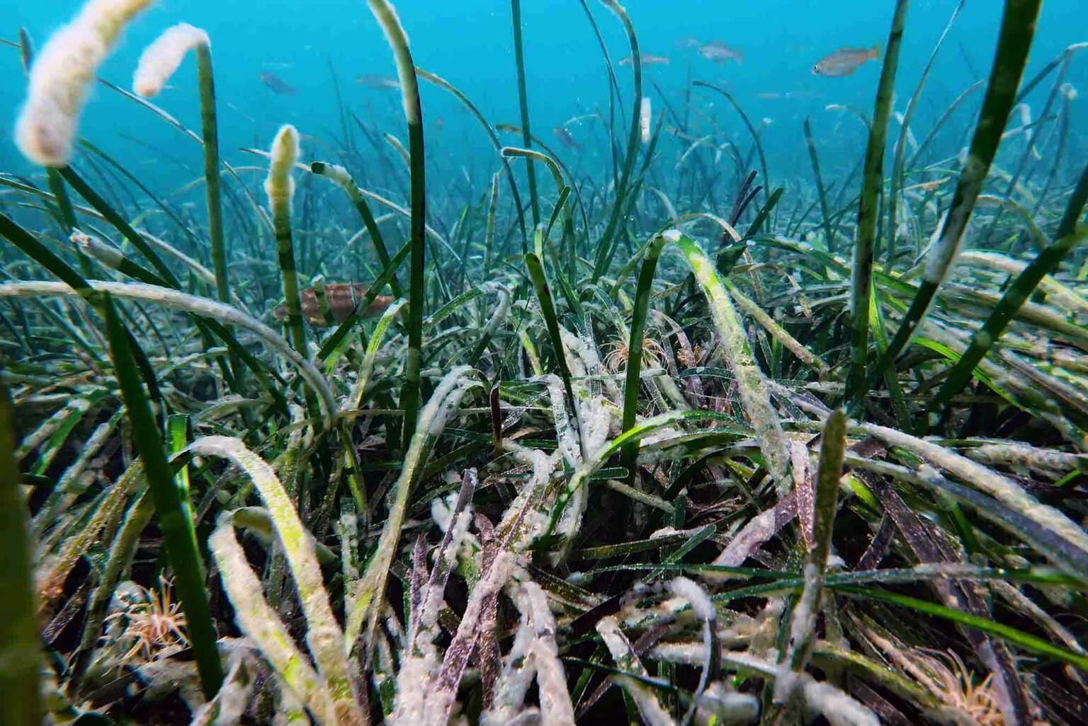 Biggest Seagrass Bed Yet Identified In Cornwall 