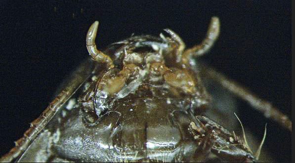 Water beetle (Dr Jack Greenhalgh)