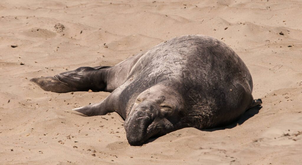 É possível dormir mais sustentado na praia (William Warby)