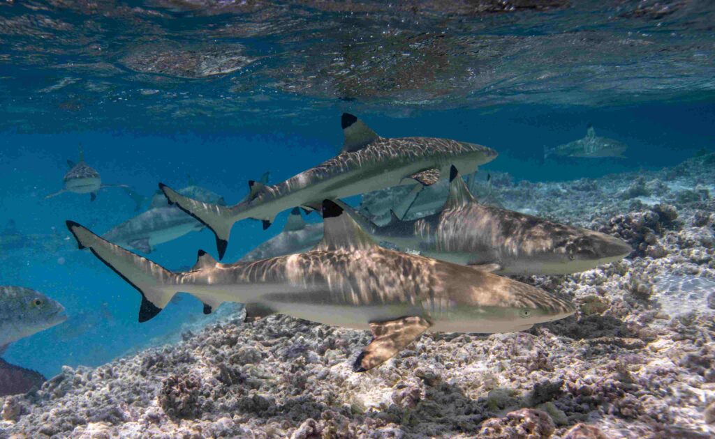 Haie in Kirabati (Manu San Félix / National Geographic Pristine Seas)