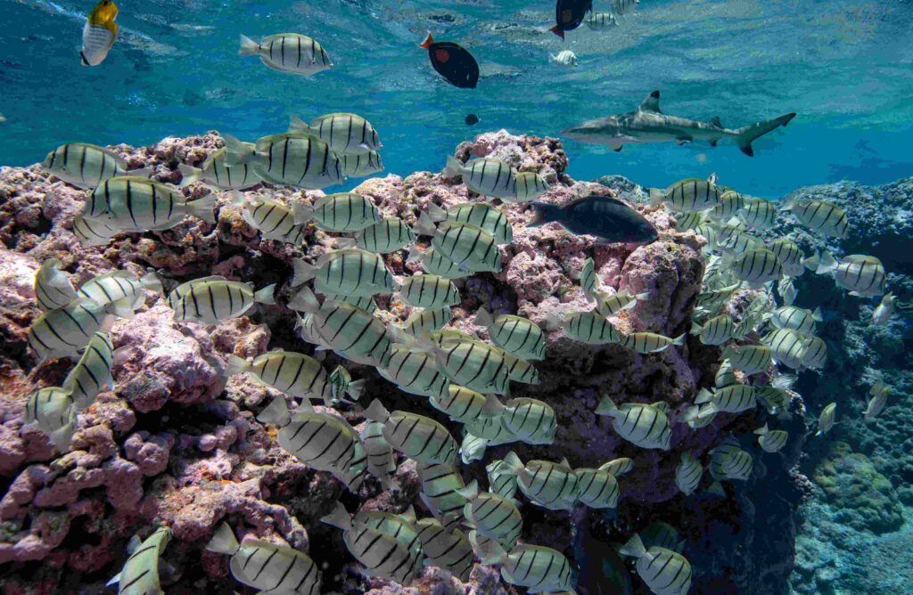 Cena de recife em Kirabati (Manu San Félix / National Geographic Pristine Seas)