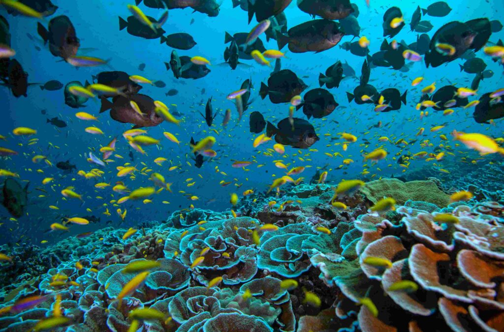 Reef scene in Kirabati (Manu San Félix / National Geographic Pristine Seas)