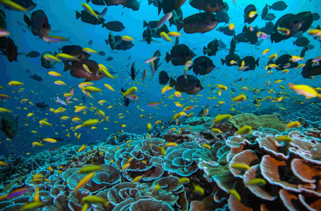 Scena della barriera corallina a Kirabati (Manu San Félix / National Geographic Pristine Seas)