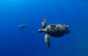 Turtles in Kiribati, October 2021 (Manu San Félix / National Geographic Pristine Seas)