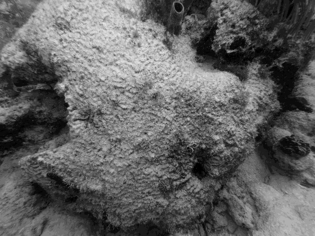 A dead brain coral in the Florida Keys