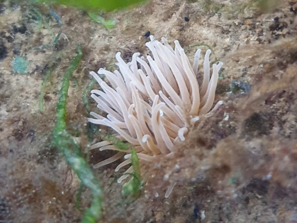 Anemone (Universiti Bournemouth)