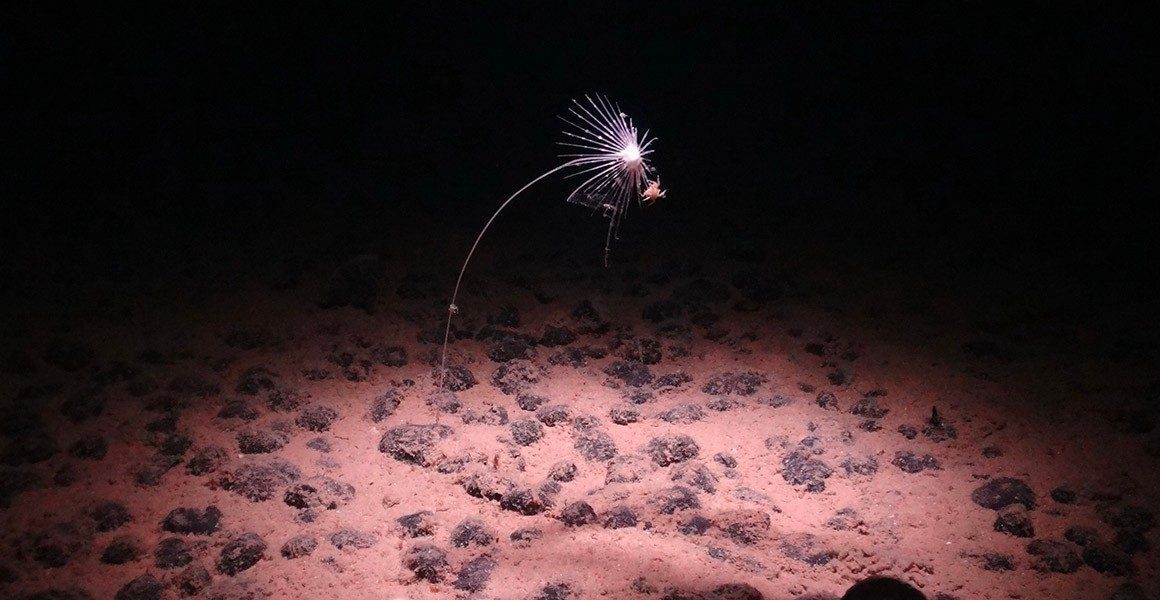 Most life in deep-miners’ target zone new to science