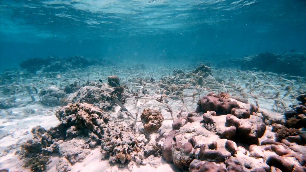 Construção de recifes de coral usando estrelas de recife