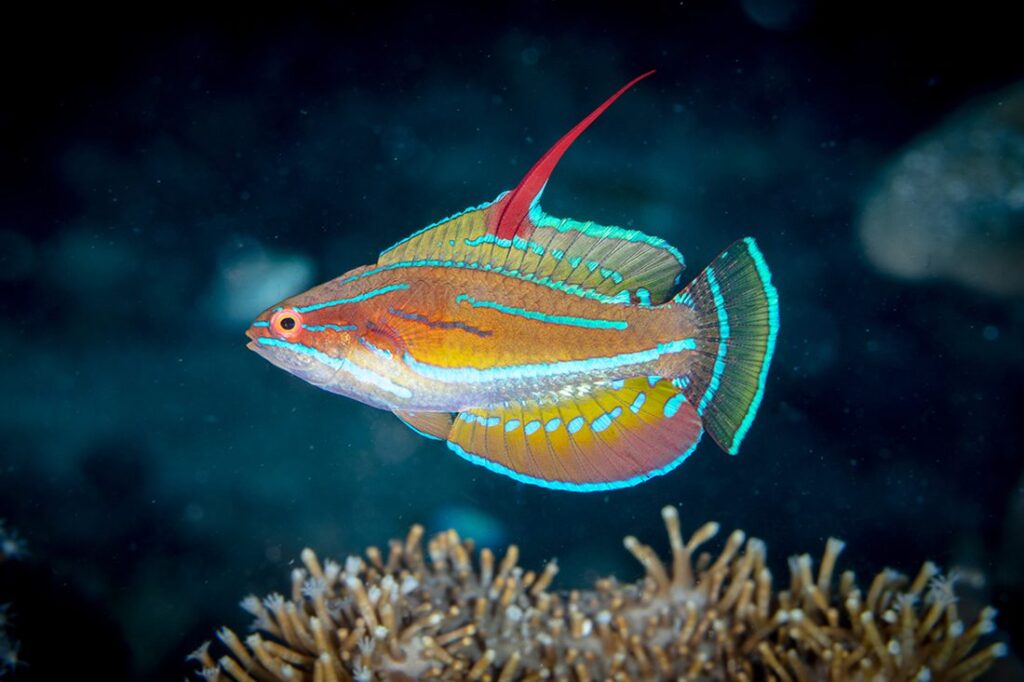 Pria flasher wrasse memamerkan barang-barangnya untuk para wanita di Dunia Baru. Foto oleh Wayne Osborn