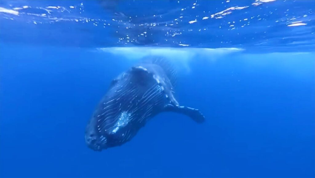 The adolescent humpback whale encounters are seen in the video 