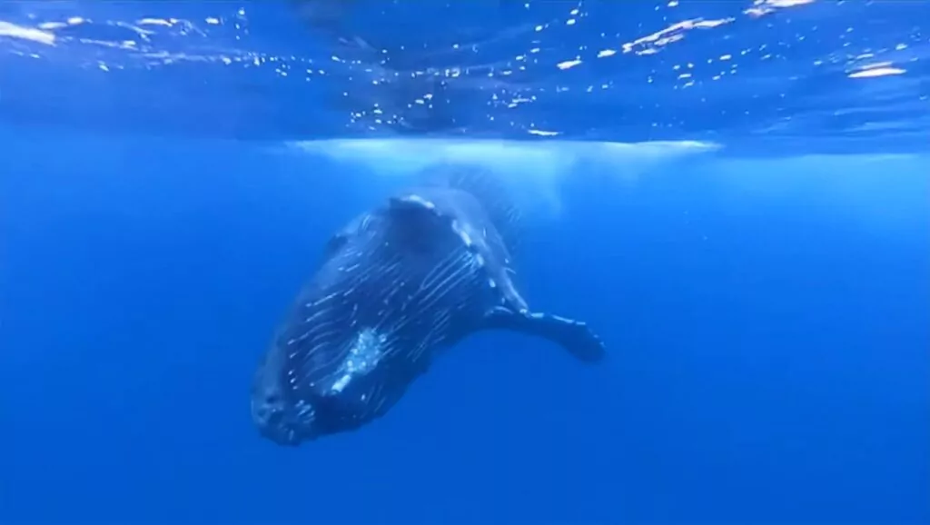 Los encuentros adolescentes con ballenas jorobadas se ven en el video