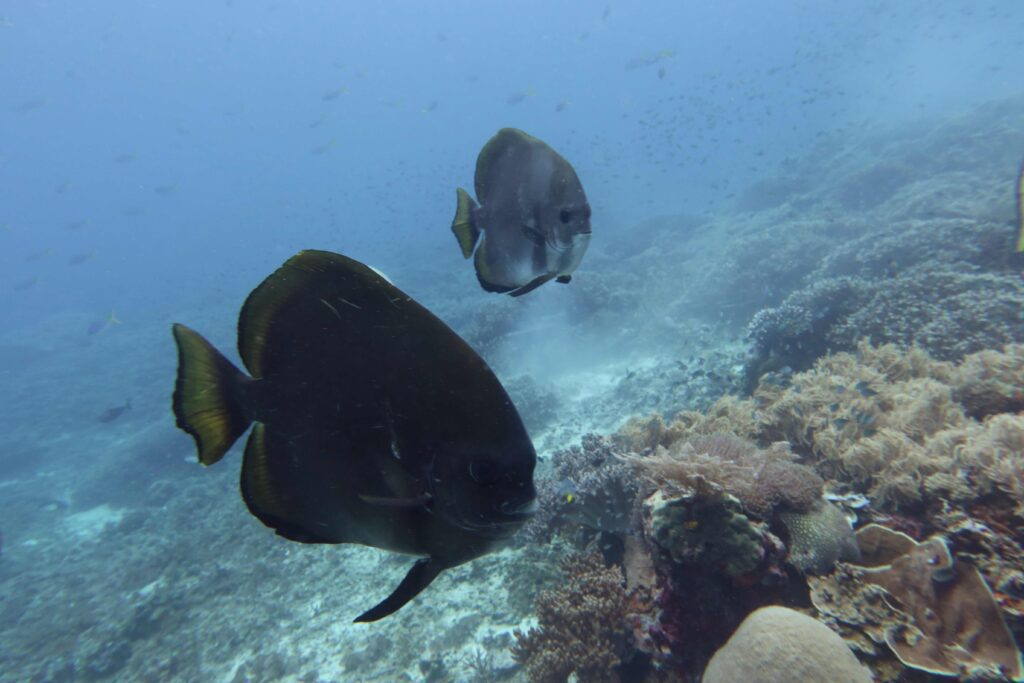 Raja Ampat Creature Feature Batfish