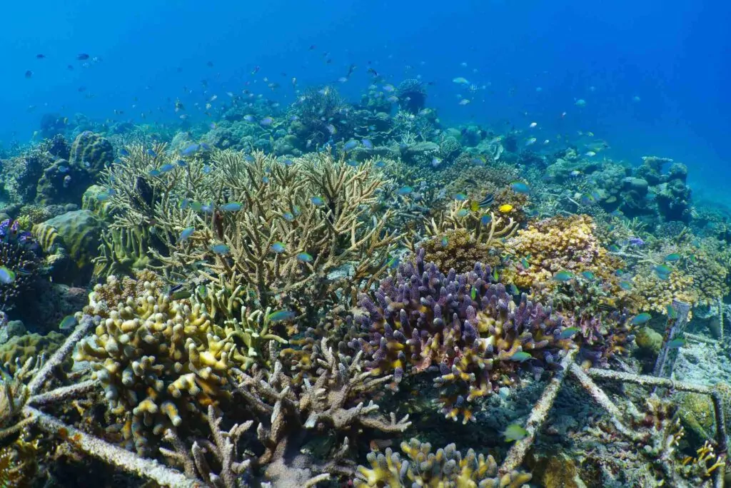 Coral duro saudável crescendo em estrelas de recife