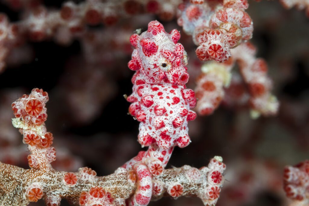 A glimpse of a perfectly camouflaged pygmy seahorse is a sight that is rarely forgotten. This little fellow was photographed at Fan 38 East, a signature Wakatobi wall known for its many, many sea fans. Photo by Walt Stearns
