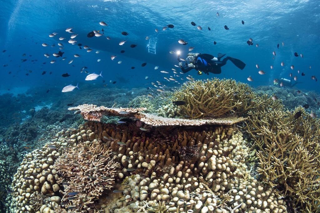 Subacqueo allo Zoo del sito di immersione di Wakatobi. Con forse poche eccezioni, la maggior parte delle immersioni e delle escursioni di snorkeling iniziano e finiscono con un giro in barca. Ma se il viaggio dovesse risultare spiacevole, probabilmente lo sarà anche la tua immersione. Il comfort e l'attenzione personale sono in prima linea a Wakatobi. Ciò include il loro tipo speciale di barche per immersioni che renderanno il tuo ricordo di quella vacanza subacquea ancora più grandioso.