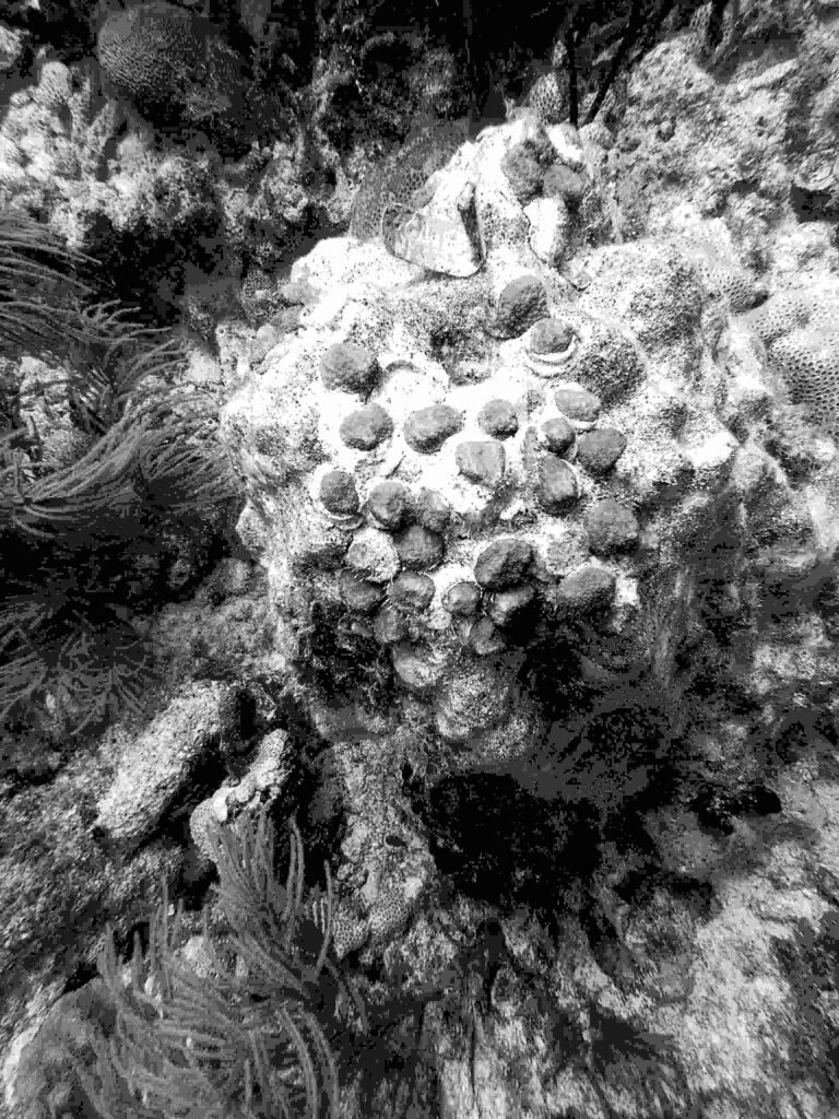 Mote Marine Lab grown brain coral on pucks placed on a dead brain coral-head