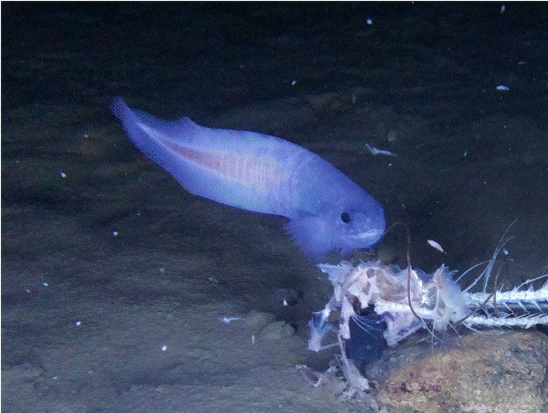 Snailfish feeding in the Atacama Trench, where long-banned pollutants have ben found