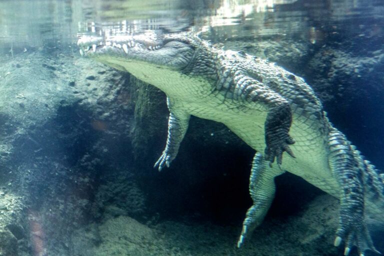 Crocodile (Petr Kratochvil)